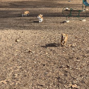 Dog Park at Mast Park photo 2